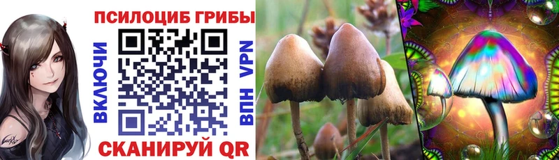 как найти   Зея  Галлюциногенные грибы MAGIC MUSHROOMS 